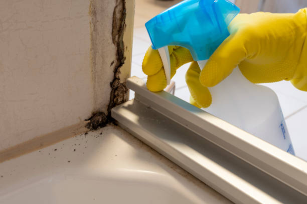 Professional Mold Remediation in Norwood, PA